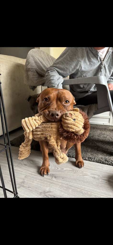 Beautiful Staffy Puppies for sale 
