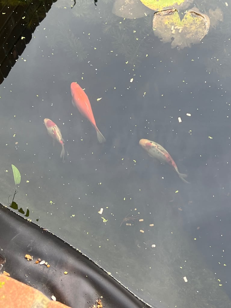 3 Koi Carp