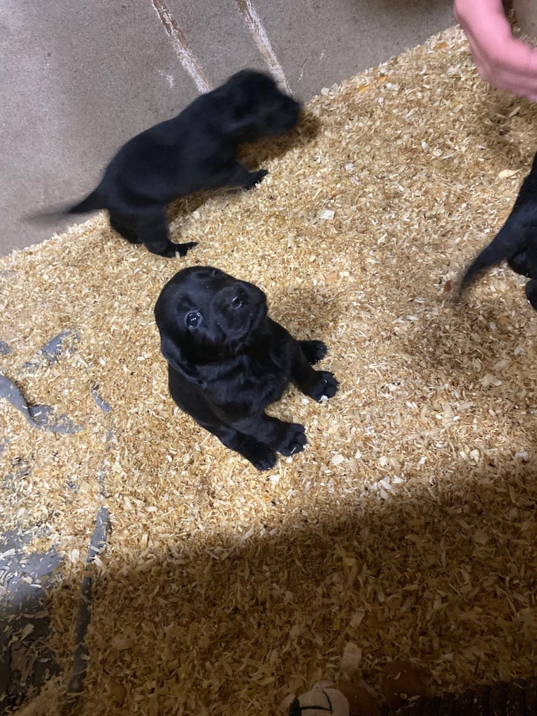 Labrador x Cocker Spaniel Puppies 