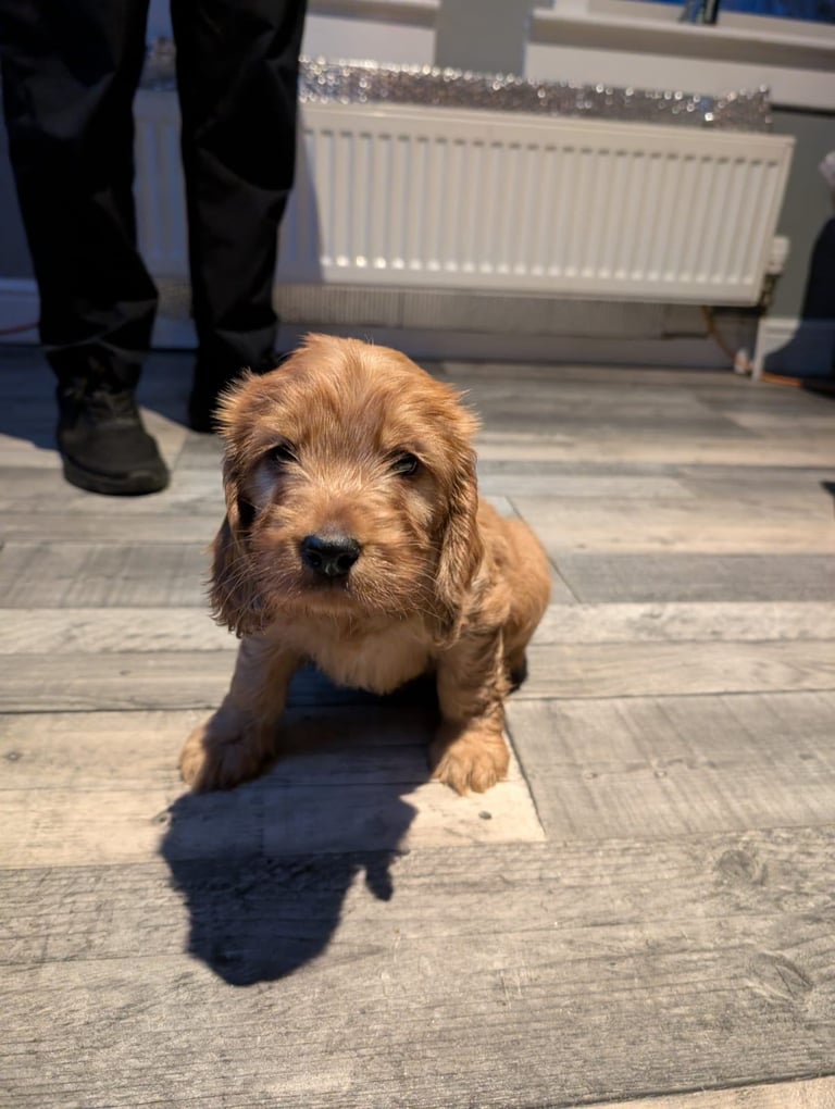 Cockapoo pups one boy left for new homes 