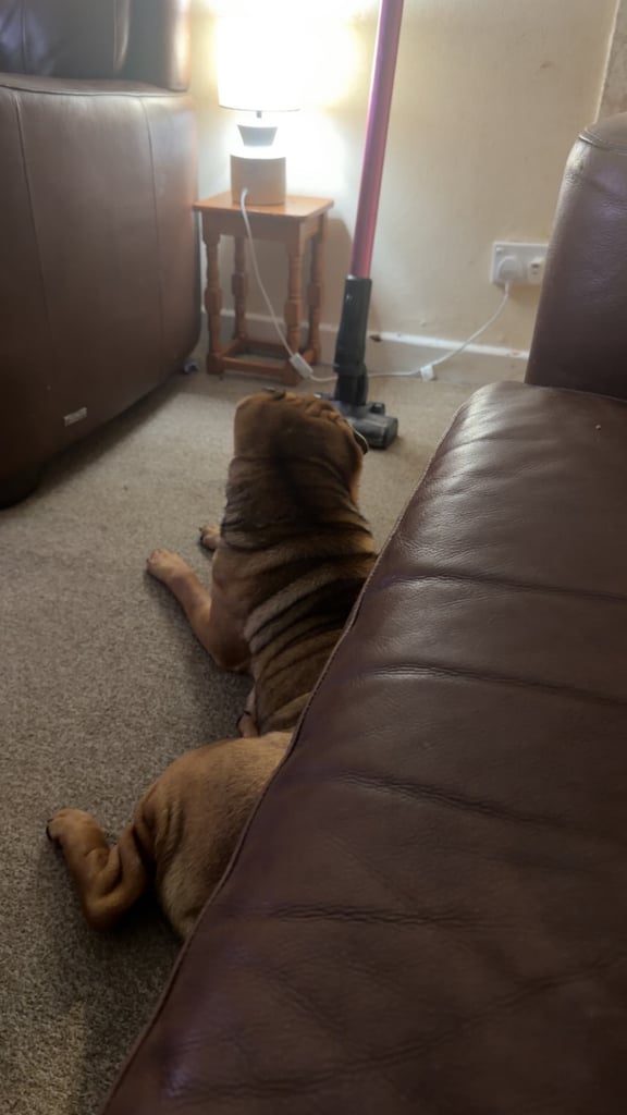 Shar-pei