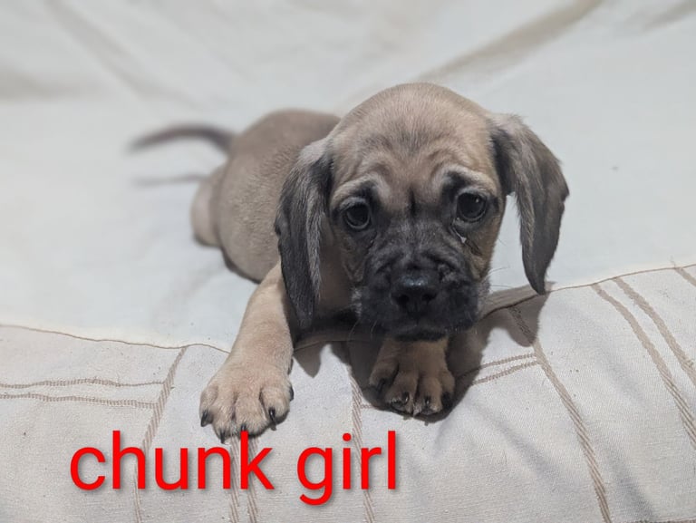 Pug cross puppies