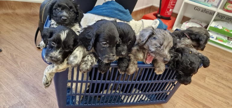 Cockapoo puppies 