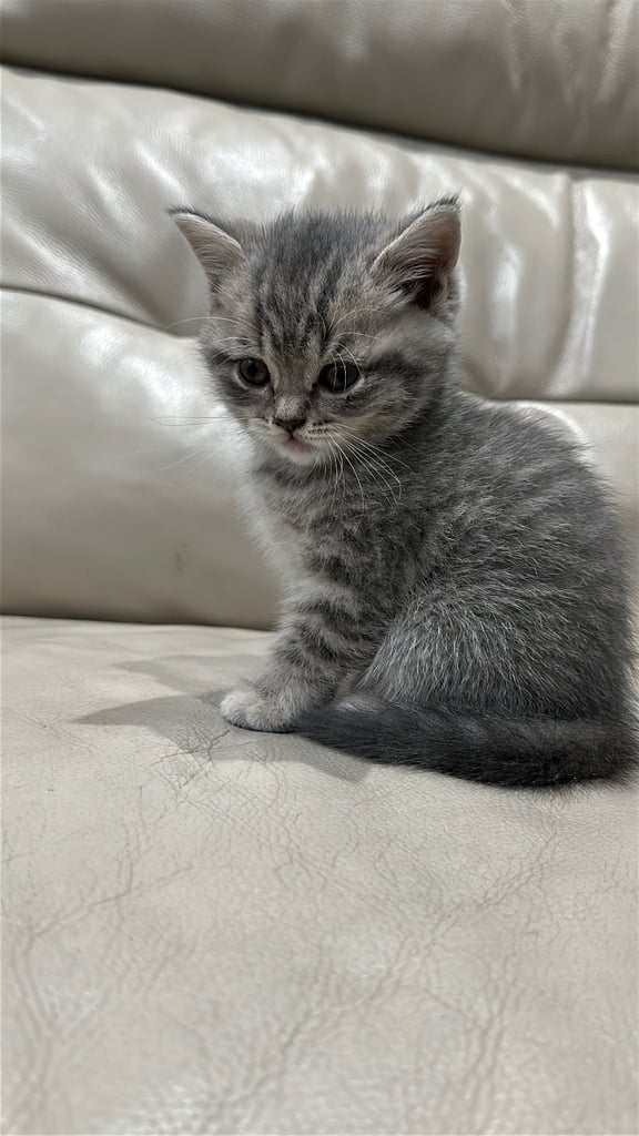 British short hair kittens shorthair