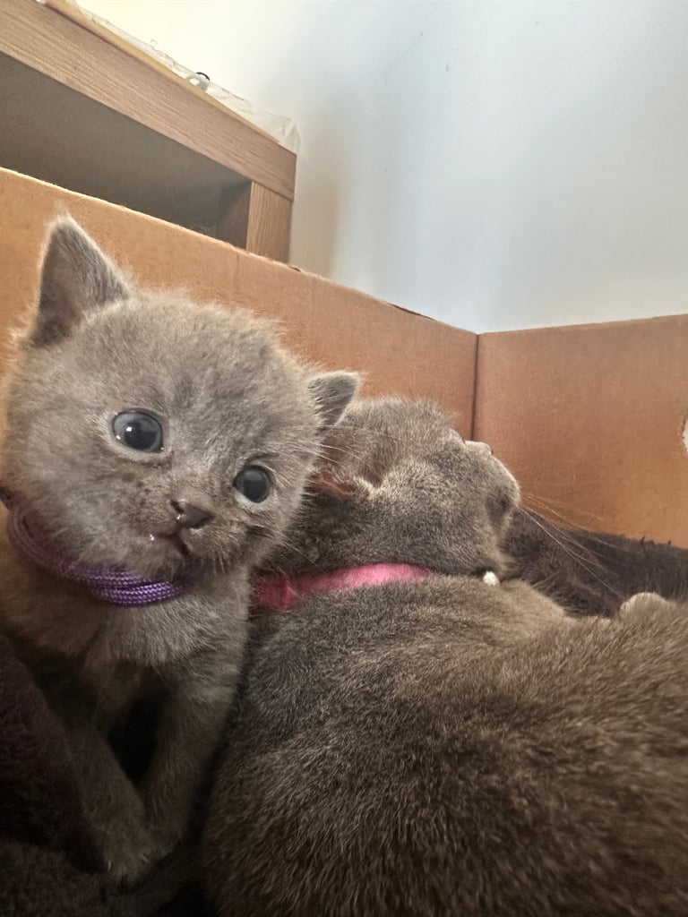 British blue kittens
