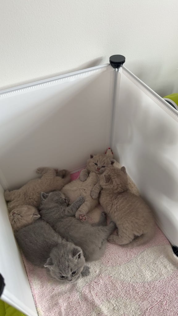 5 lovely British shorthair