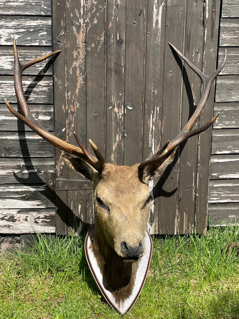Stag's Head for sale: magnificent 10 pointer