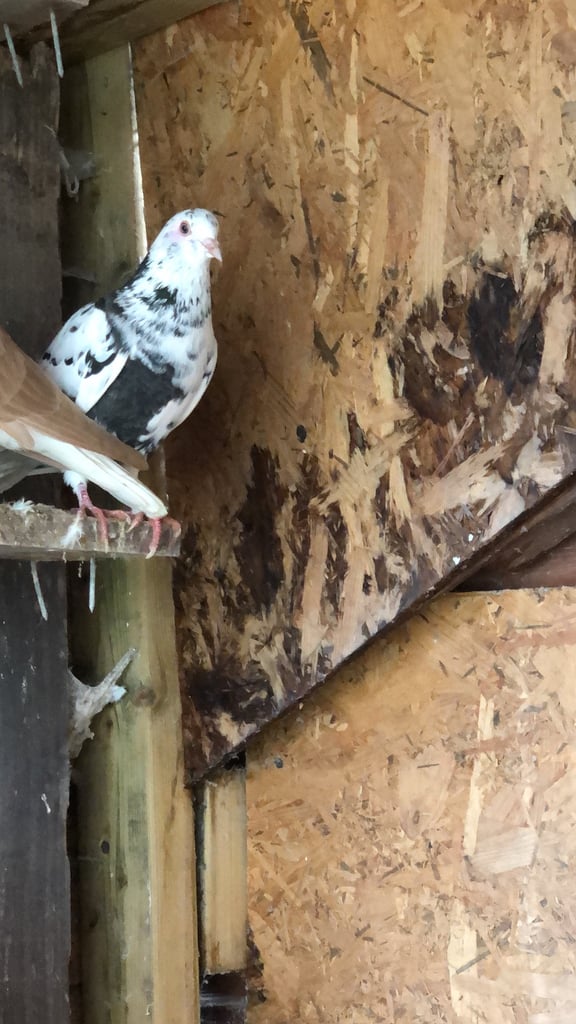 Pigeon 