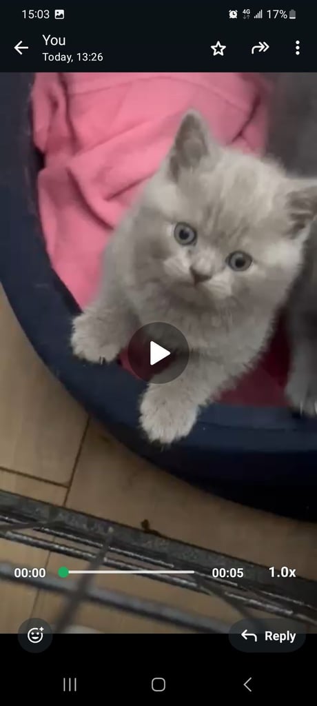 BRITISH SHORT HAIR LAST MALE BLUE Ready now  