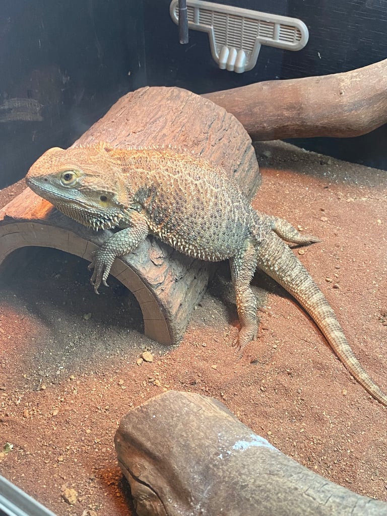Bearded dragon and viv