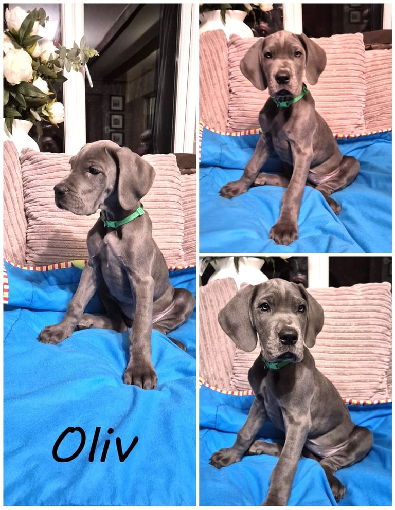 Great Dane puppies reduced 