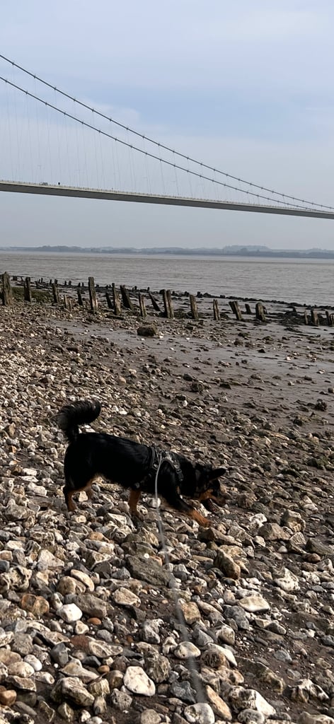 Miniature pinscher male