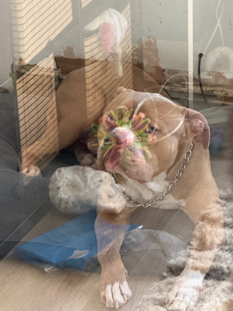 Standard American bully 