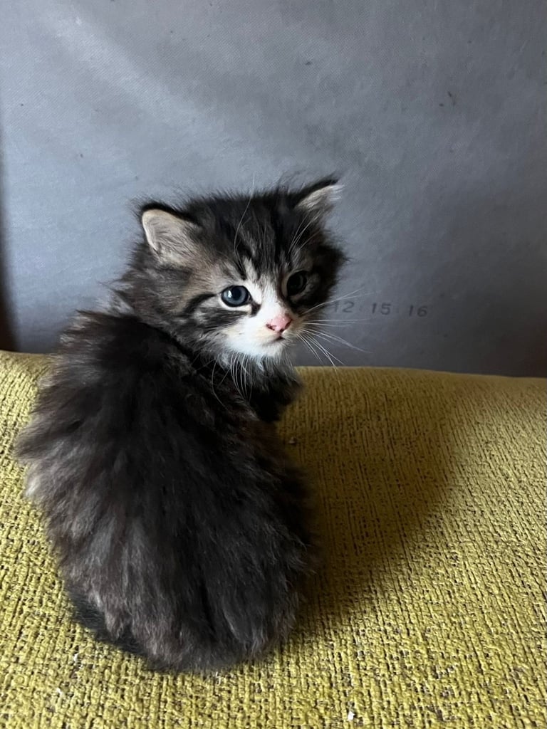 Kittens (Fluffy)