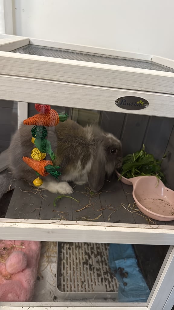 Female Mini Lop Lionhead 