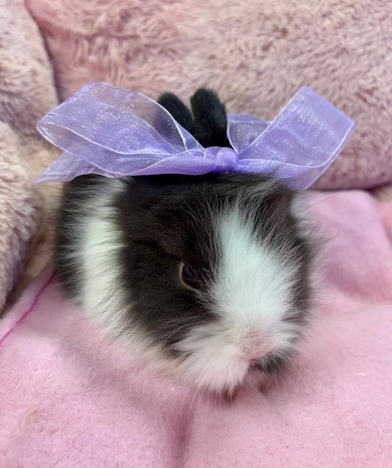 image for Lionhead Rabbit/Bunny
