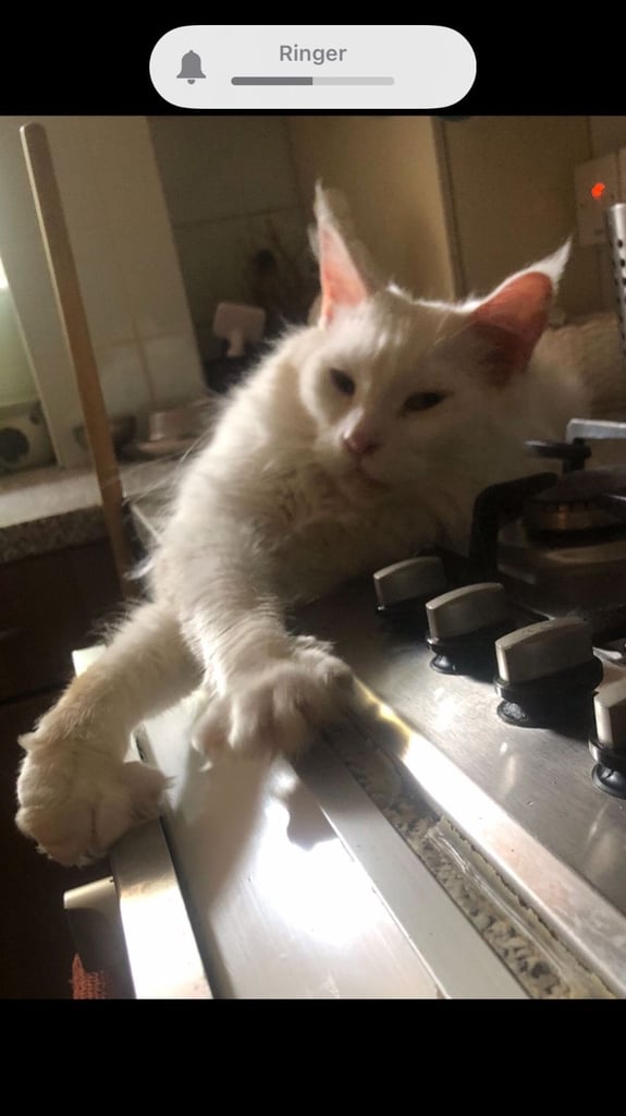 Full Maine Coon Female