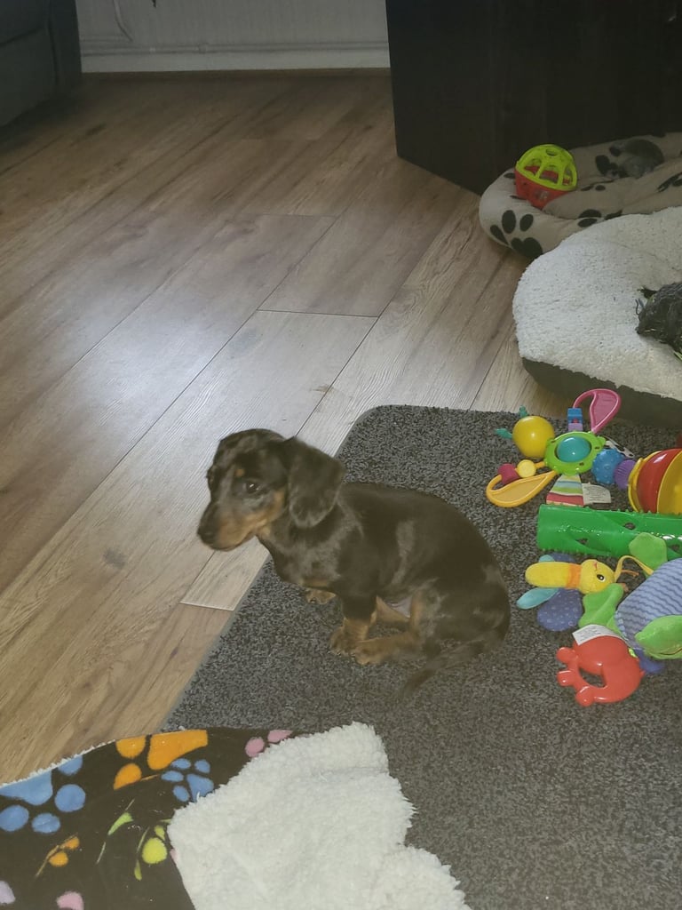 Dachshund minuture silver dapple Girlrl 