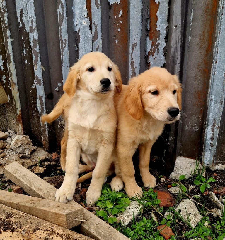 Beautiful retrievers ready to leave noww. 