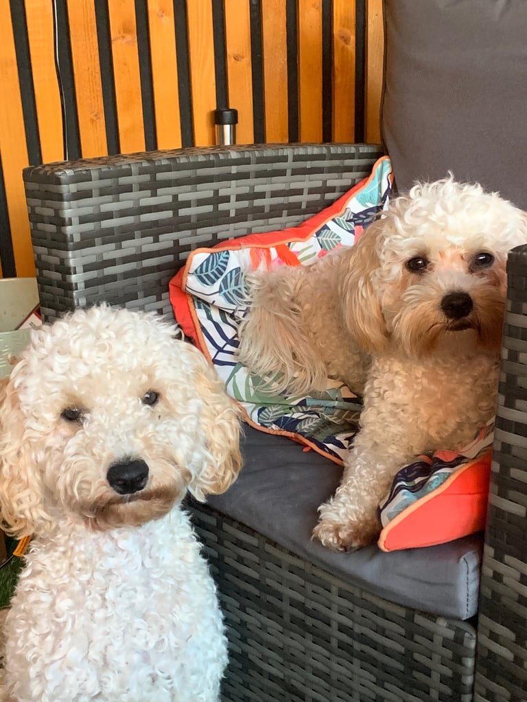 Cavapoochon puppies 