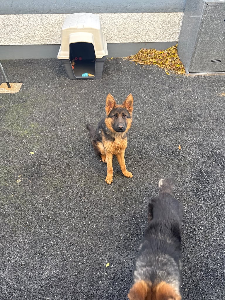 2 Pedigree German shepherds 