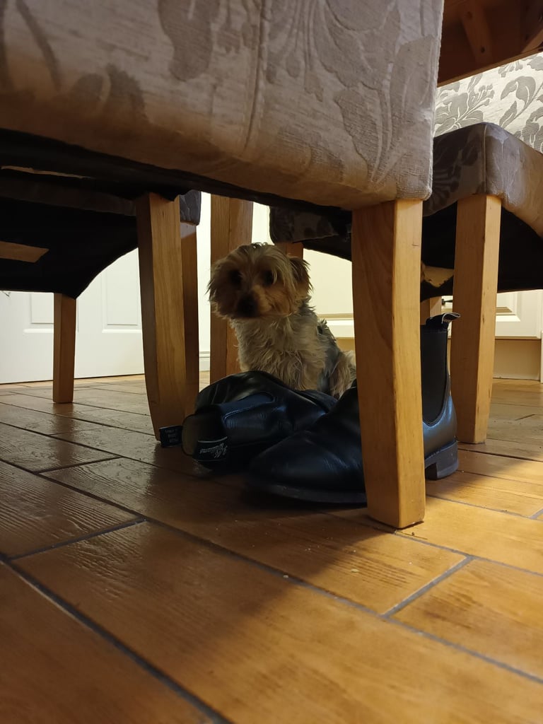 Yorkshire terrier puppy 