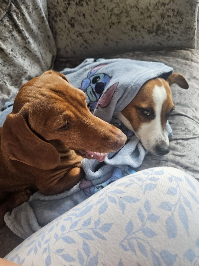 Jack Russel x Dachshund Puppies 