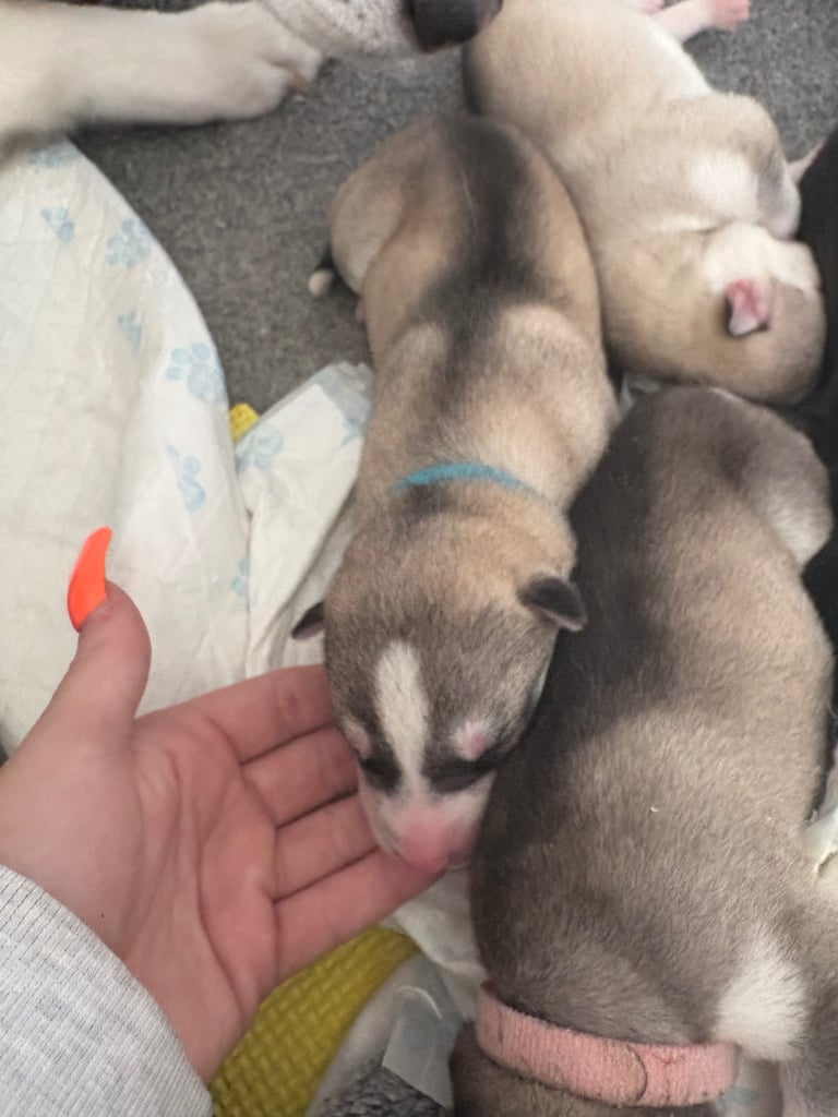 Husky puppies 