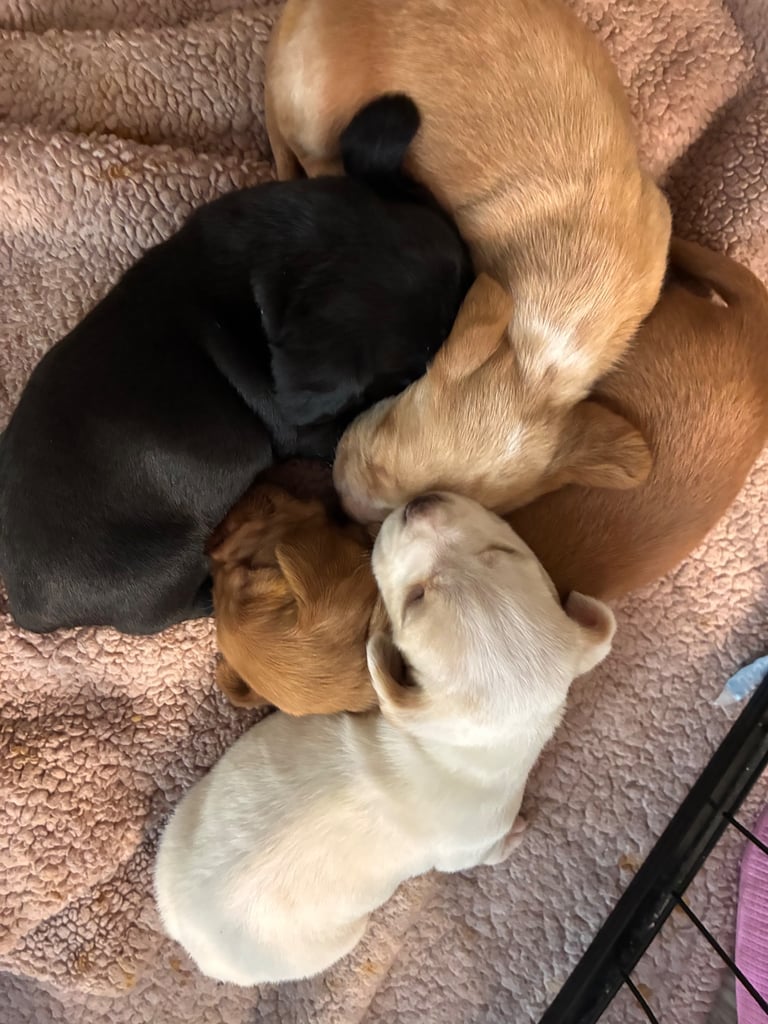 🐶 Gorgeous Dachshund Pups Looking for Homes – 25th Oct ✨
