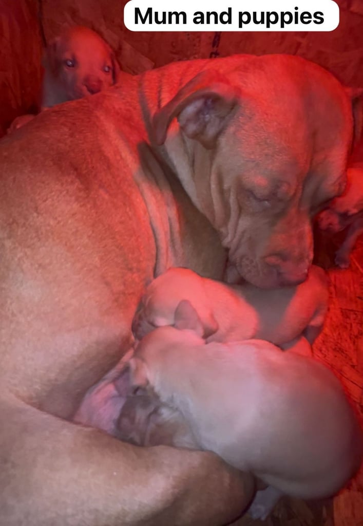 Boerboel mastiff mix 