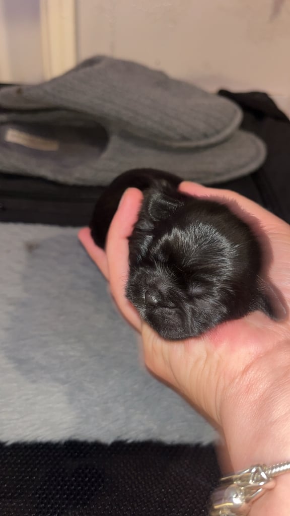 4 beautiful shih tzus 