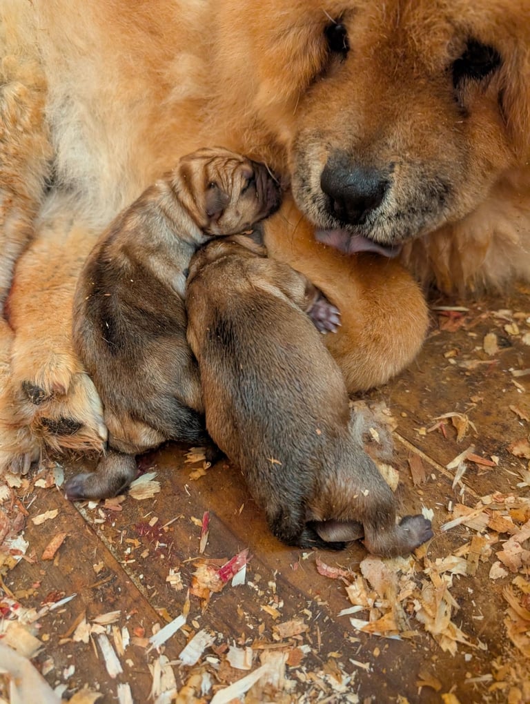 Chowchow X staffy 