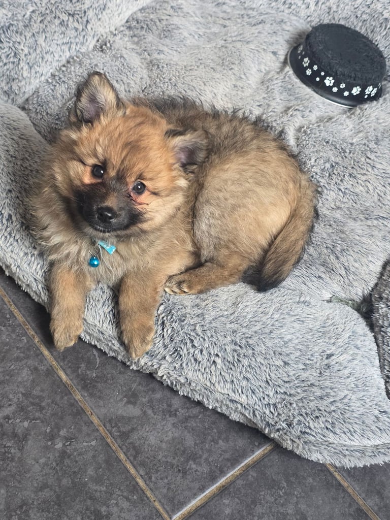 Pomsky puppies **READY for new 🏡**