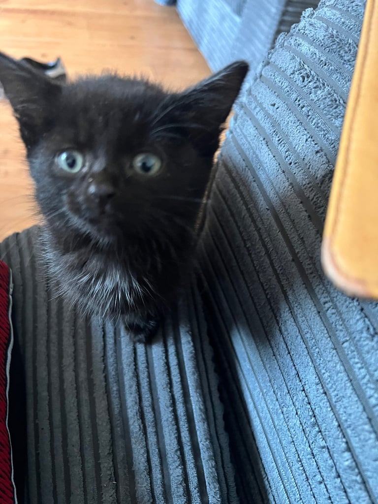 Kittens for sale - ready to go. 
