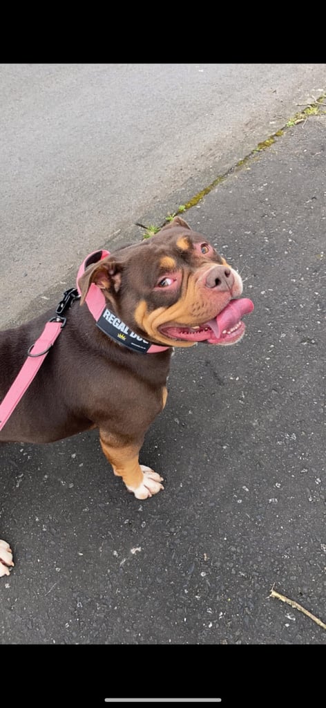 Pocket bully female