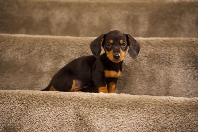 Beautiful pure bred daushunds 