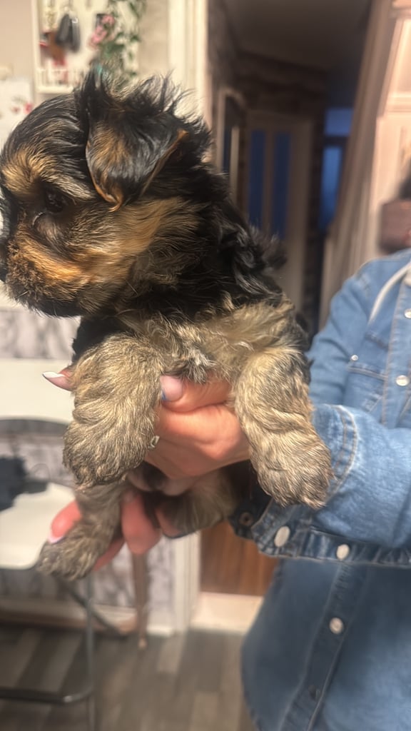 YORK TERRIER 1 BOYS FOR SALE IN PORTSMOUTH 