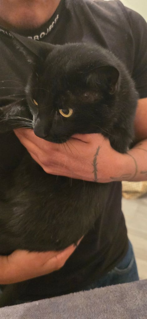 image for Adopt Cat called (Mike)