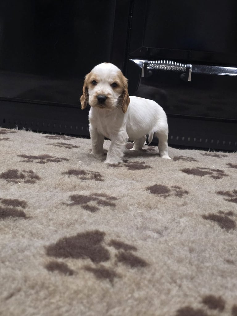 Show Cocker Spaniel Puppies 