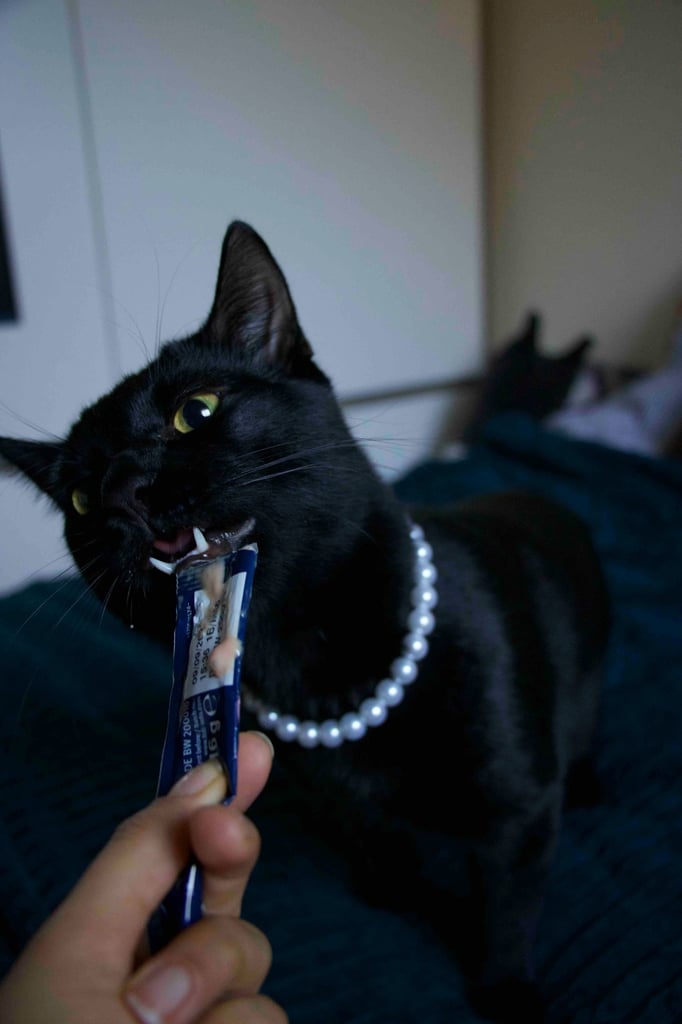 Male Kitten for Sale 9 months