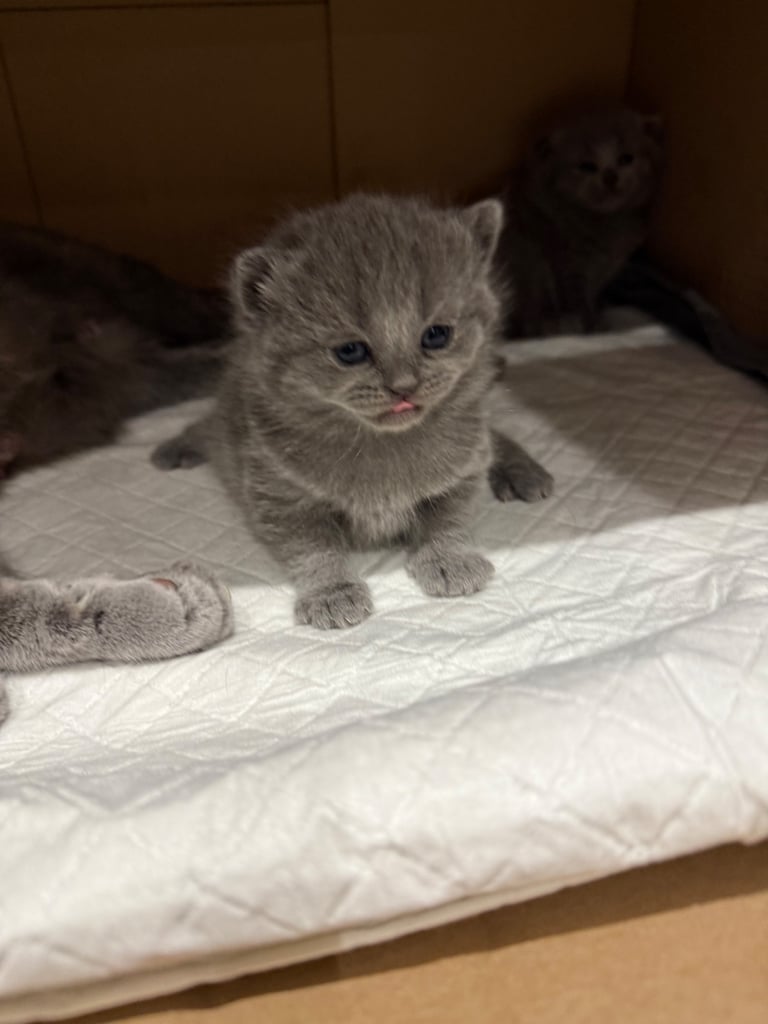 British shorthair kittens