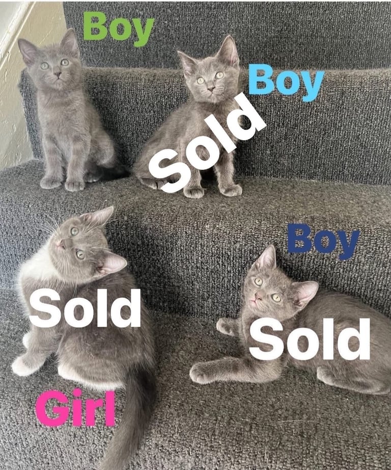 image for  Adorable kittens Ragdoll mixt