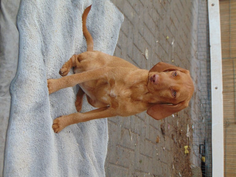 HUNGARIAN VIZSLAS