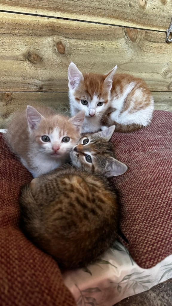 image for 3 beautiful kittens, ready to leave now. 