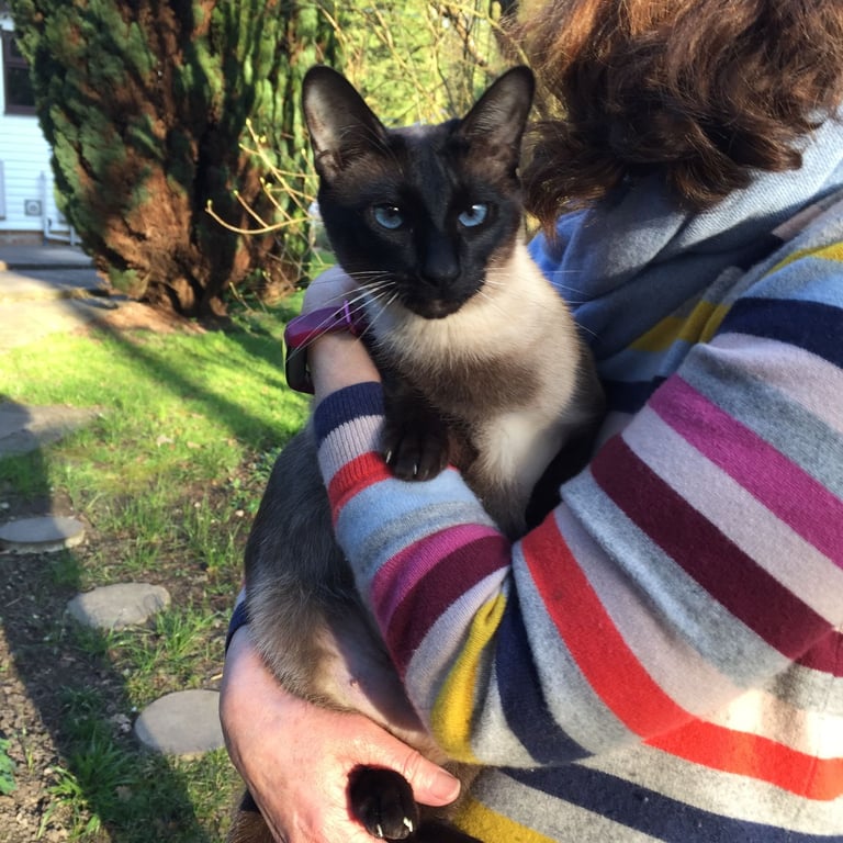 image for Three lovely Cats for adoption for free 