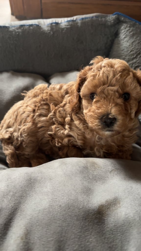 F2B cavapoo puppies ready to leave 