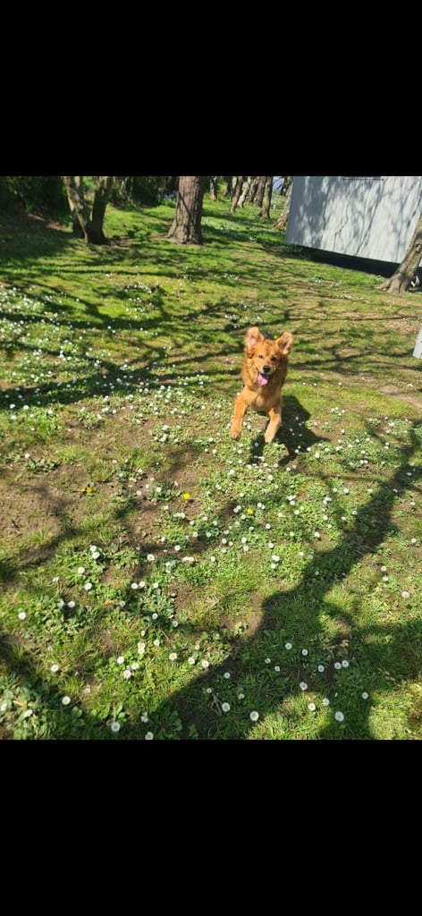 Cezar looking for new Home 