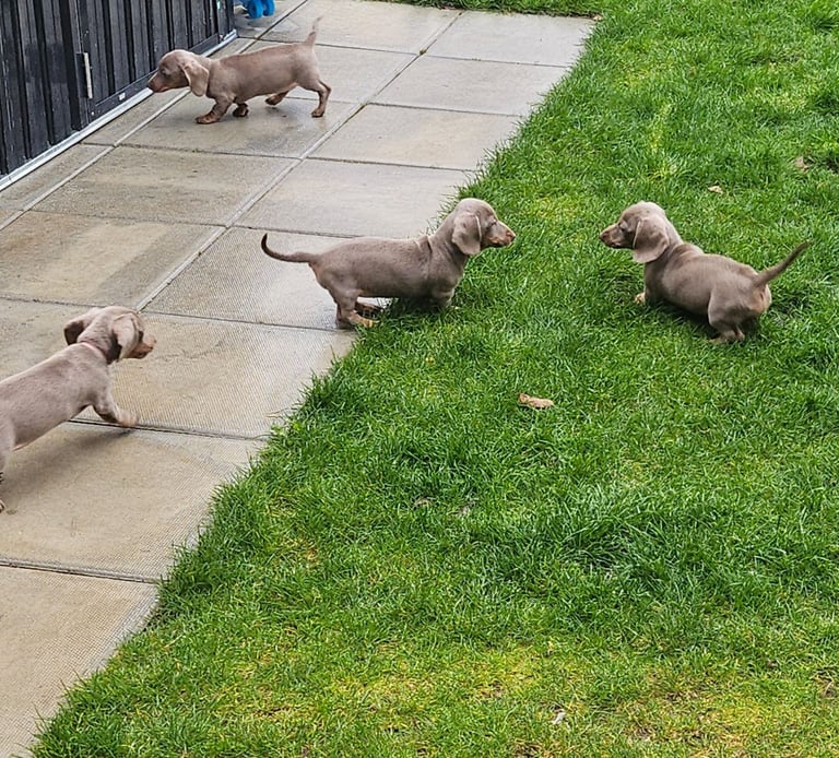 Isabella and tan miniature daschunds - Available now