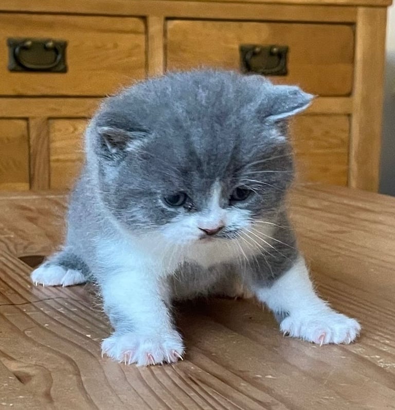 Bsh gorgeous  chunky boy 