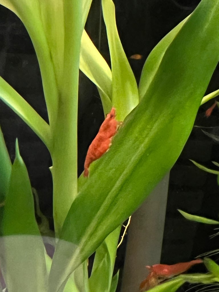 Bronze Corydoras (£1 FLASH SALE), Gold Laser Corydoras, Red Cherry Shrimp available - Tropical Fish